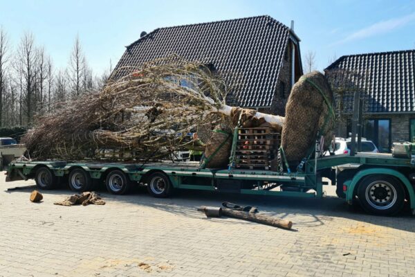 transtrading-project-tree-transport-kaarst-switzerland-1